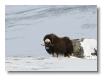 Musk Ox_ANL_8052